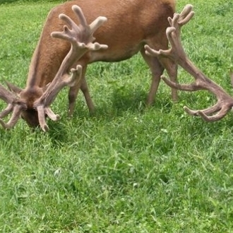 crop stag